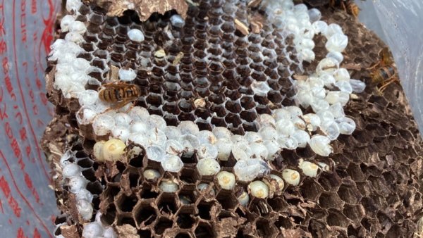 西宮市のハチ駆除は駆除歴40年以上・JA(農協)の倉庫・施設の駆除予防対応業者の株式会社ラットにお任せください