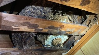 羽曳野市のハチ駆除は駆除歴40年以上・JA(農協)の倉庫・施設の駆除予防対応業者の株式会社ラットにお任せください