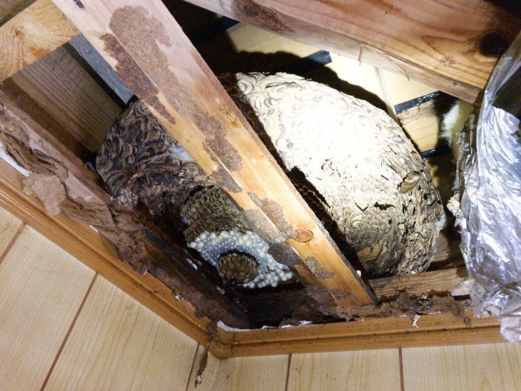 天井裏の巨大なスズメバチの巣