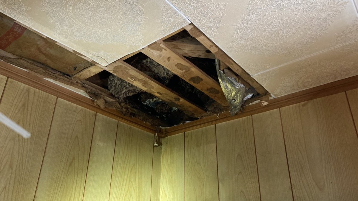 天井裏に見えるハチの巣